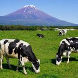 静岡県のおすすめドライブルート：【富士山・朝霧高原エリア】絶景と自然を楽しむドライブコース