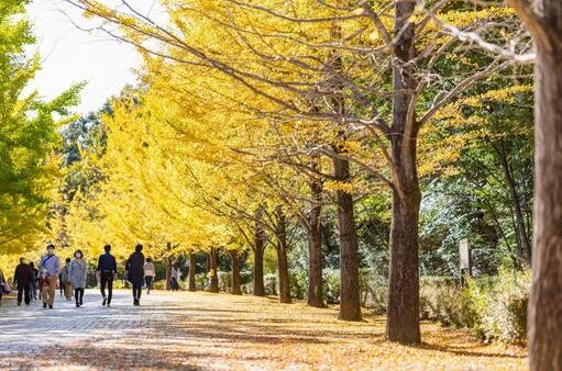 埼玉県のおすすめドライブルート：【秩父・長瀞エリア】自然と歴史を巡るドライブコース