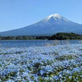 山梨県のおすすめドライブルート：【富士五湖エリア】湖と富士山を巡る絶景ドライブコース